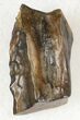 Triceratops Shed Tooth - Montana #20589-1